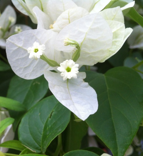 bougainvillea flower1.jpg